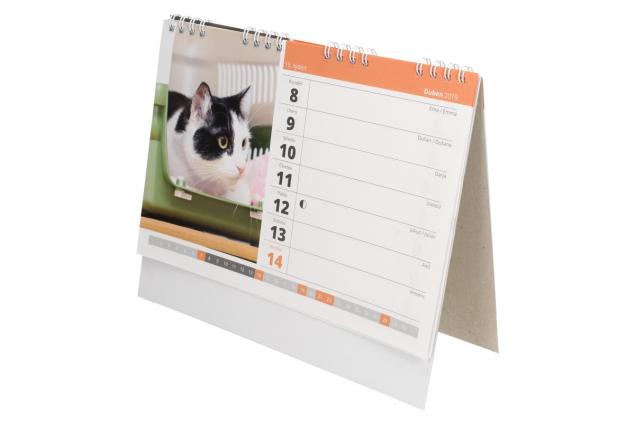 Kočky a koťata Kalendář 2019 22 x 18 cm