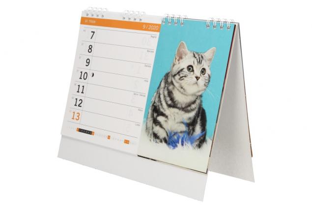 Kalendář 2020 Kočky a koťata 22 x 17 cm